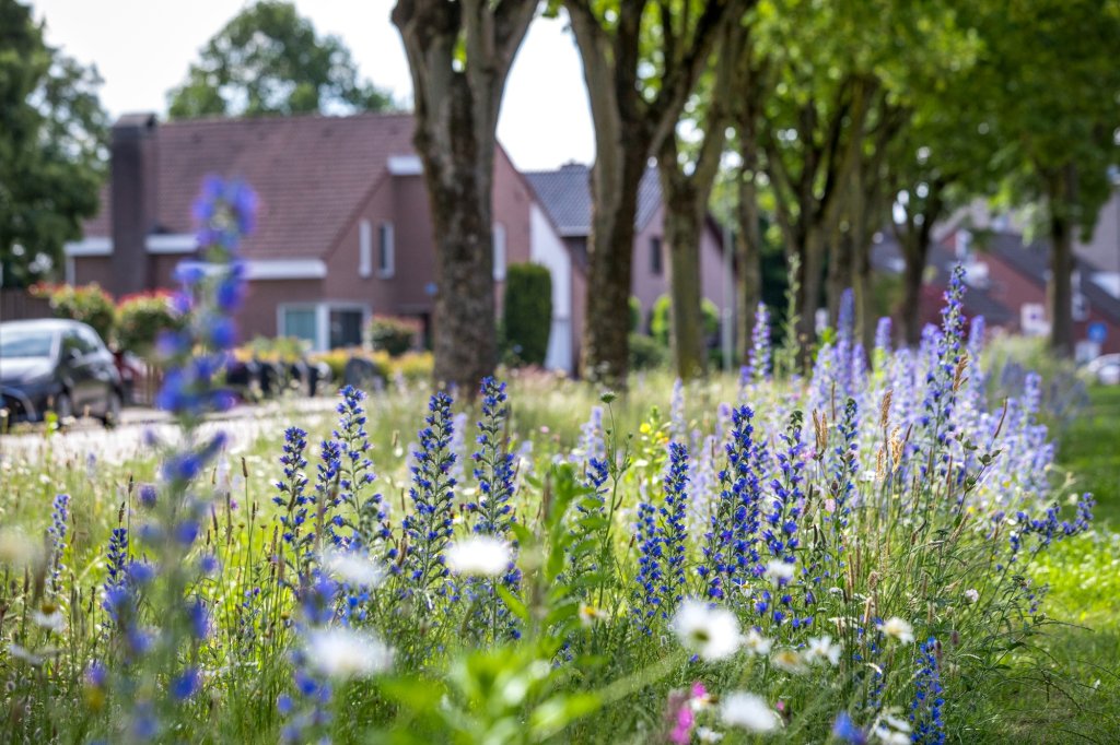 Kruidenoase en wilde bloemen in berm